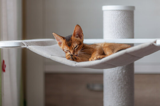 Cute Abyssinian kitten grooming itself in cat hammock attached to scratching post. Domestic coziness, pet care.