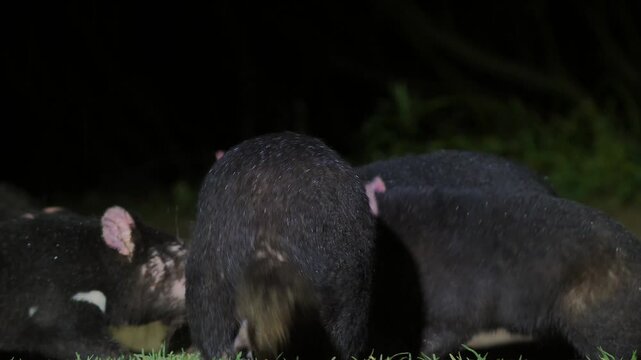 AUSTRALIA - 9.15.2026 - Close-up of Tasmanian devils feeding on the same carcass at night.