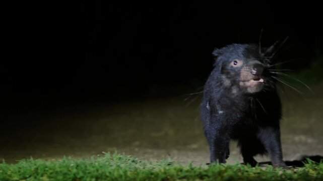 AUSTRALIA - 9.15.2026 - Close-up of two Tasmanian devils fighting for dominance at night.