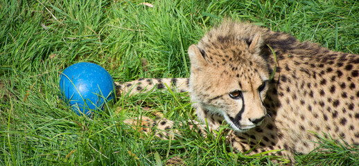 Playing with a ball a Cheetah is a large-sized feline inhabiting most of Africa and part of the Middle East © Daniel Meunier