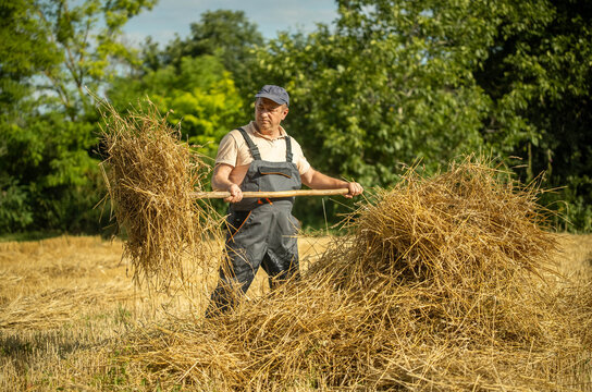 Gardener turns hay with wooden pitchfork beside field haystacks. Farmer in practical overalls holds long handle across golden straw, focused on harvesting work under clear daylight, lifting