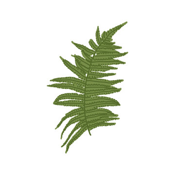 Hand drawn green fern leaf. Wild forest fern frond. Woodland bracken plant perfect for nature designs. Isolated vector flat clipart