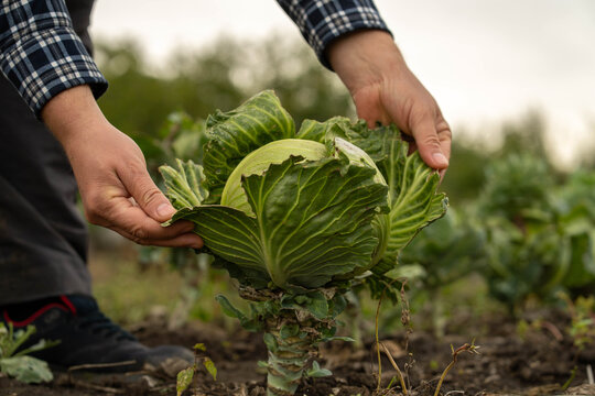 Hands harvest cabbage from garden soil, cradling mature head with outer leaves intact. Field worker handles fresh produce carefully, showing rustic farming labor and satisfied focus.