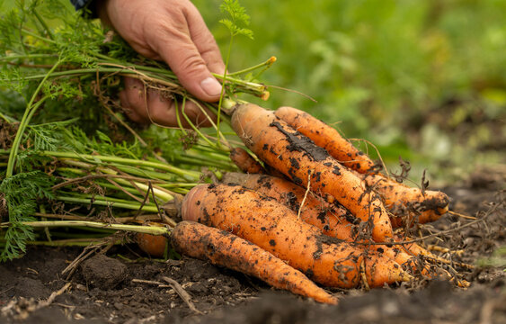 Hand lifts dirt covered carrots from garden soil, holding fresh harvest with leafy tops attached. Rustic produce looks earthy and ripe, suggesting satisfaction after careful digging in vegetable bed.