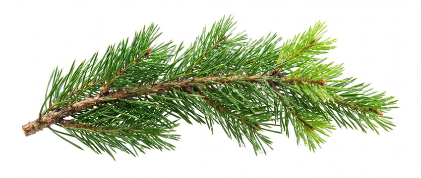 Pine branch with green needles and water drops, isolated on white for seasonal Christmas decor, organic botanical templates, winter holiday design, and natural packaging concepts
