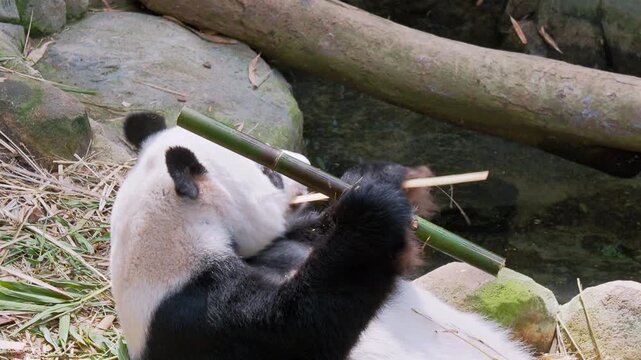 A giant panda (Ailuropoda melanoleuca) lies on its back while holding and eating a bamboo