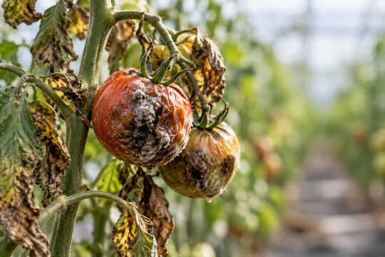 Rotten tomatoes with mold and disease growing on vine