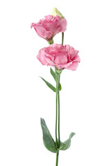 Obraz premium Beautiful pink eustoma flowers isolated on white