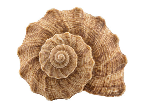 Top view of a textured brown spiral seashell isolated on a white backgroun
