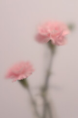 Obraz premium Smoke selected soft focus cream beige pink Carnation Flower bouquet through translucent matte frosted glass. Abstract natural blurred grain light fog background.
