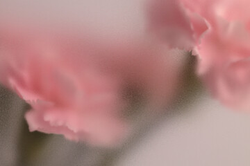 Obraz premium Smoke selected soft focus cream beige pink Carnation Flower bouquet through translucent matte frosted glass. Abstract natural blurred grain light fog background.