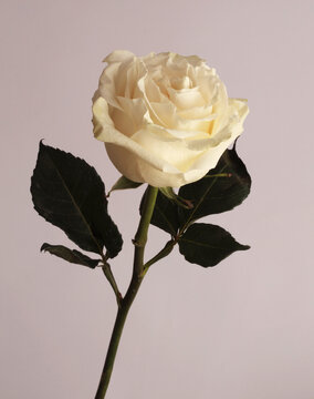 Close-up Cream beige white Rose Fower bud Petals, leaf on neutral gray background.