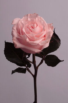 Close-up Cream beige pink Rose Fower bud Petals, leaf on neutral gray background.