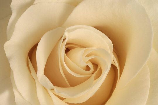 Close-up selective soft focus cream beige white Rose Fower bud Petal. Macro Natural abstract background.