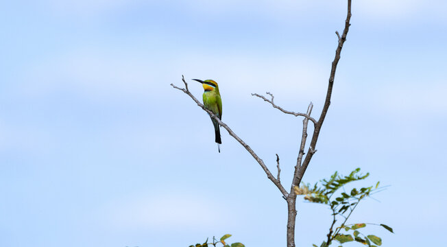 Rainbow bee-eater on branch