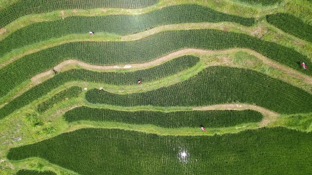 Aerial top down rising drone flight capturing abstract pattern of green rice terraces Sekumpul