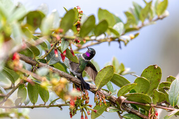 Obraz premium Bird Heliangelus exortis, Colombia, Cundinamarca, Guatavita, Colombia
