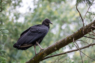 Fototapeta premium Bird Black Vulture (Coragyps atratus), Guatavita, Colombia