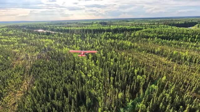 ALASKA - 9.3.2026 - Remarkable aerial footage following a bush pilot flying over Alaskan wetlands surrounded by thick green forests.