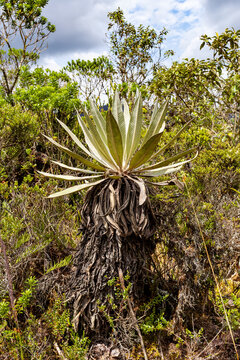 Unique Frailejon Plant in Andes Mountains Ecosystem High Altitude Vegetation