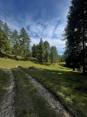 Dirt trail curves through a bright green forest clearing beneath tall conifers, creating an inviting outdoor scene ideal for hiking, travel, recreation and nature themes. © UQink