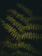 Detailed fern fronds overlap against a dark background, creating a rich botanical pattern ideal for forest, nature, texture, ecology and elegant organic background designs. © UQink