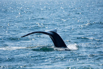 Large whale in ocean © Yiming