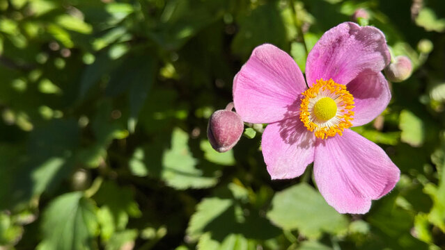 Close-up of a blooming pink Japanese anemone flower with yellow center and copy space