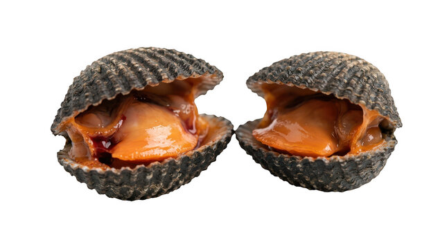 Two fresh raw blood cockles isolated on transparent background