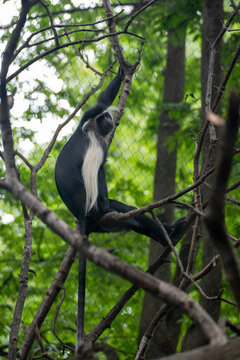 Monkey portrait close up