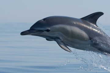 dolphin jumping out of water © Giles