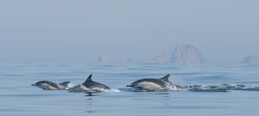 dolphins in the sea © Giles