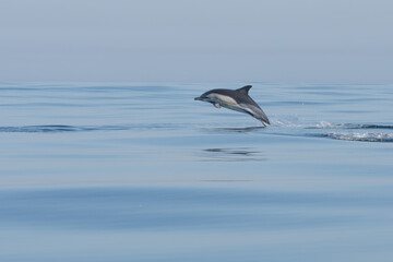 dolphin jumping out of water © Giles