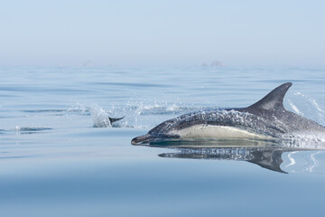 dolphin in the water © Giles