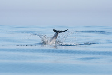 Common dolphin jump © Giles