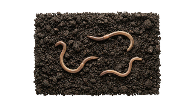 Three earthworms crawling on dark fertile soil, isolated on transparent background