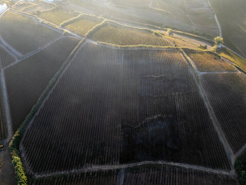 Aerial view of a vineyard with rows of vines on hilly terrain illuminated by golden hour light in Portugal.