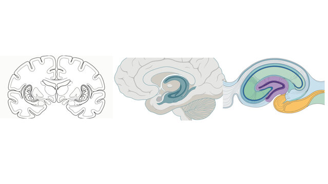 Human Hippocampus Anatomy Vector Illustration with Simple Outline, Filled and Cross-Section Views, Detailed Cornu Ammonis, Dentate Gyrus and Internal Limbic Structure