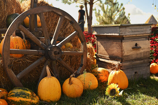 Rustic autumn display of pumpkins, hay bales and a wooden wagon wheel beside a traditional wooden beehive, photographed outdoors in warm sunlight.