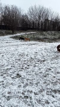 Australian Shepherd runs across a snow-covered field as two mixed-breed dogs approach from the opposite direction. Dogs meet outdoors during a cold winter walk