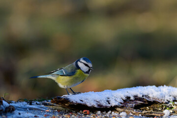 Eurasian blue tit (Cyanistes caeruleus) perched on snowy bark in winter © BigNazik