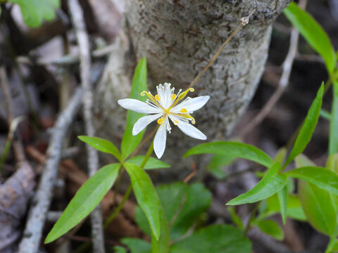 Close-up of Goldthread (Coptis trifolia) blooming in a mossy bog habitat, showing the small white flower and distinctive three-part evergreen leaves of this native North American wildflower.