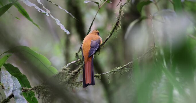 Whitehead's Trogon bird endemic of Borneo perching on a branch in a green forest