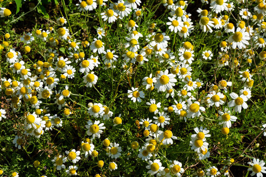Medicinal chamomile, Matricaria chamomilla., 
This is a medicinal plant. Used in alternative medicine.