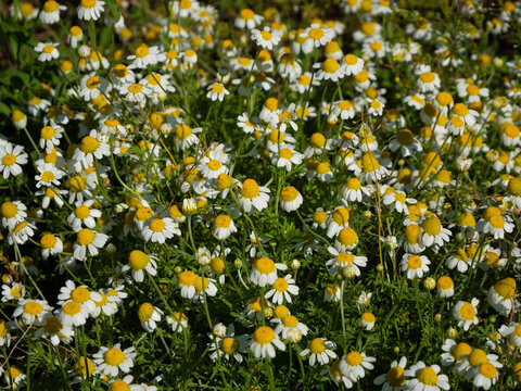 Medicinal chamomile, Matricaria chamomilla., 
This is a medicinal plant. Used in alternative medicine.