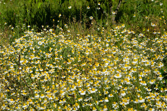 Medicinal chamomile, Matricaria chamomilla., 
This is a medicinal plant. Used in alternative medicine.