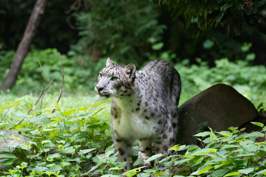 Snow leopard portrait with piercing gaze