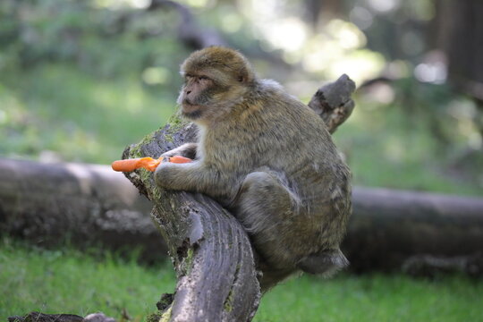 Affe frisst M&ouml;hre auf Baum