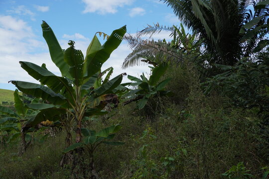 PLATANOS EN CAMPO SELVA CENTRAL