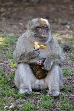 Affe mit Affenbaby frisst Banane